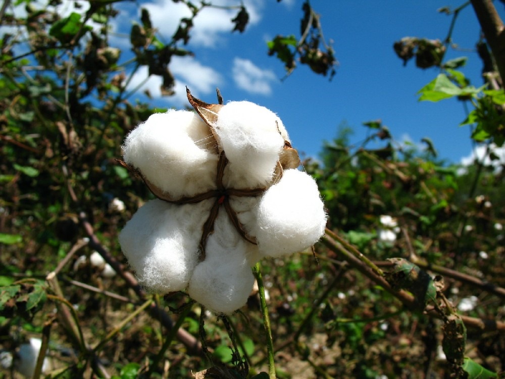 Algodon organico